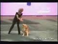 Dog dancing Grease