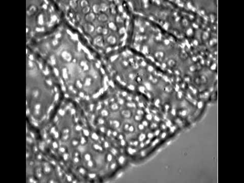 Low temperature-induced chloroplast relocation mediated by a blue light receptor, phototropin 2, in