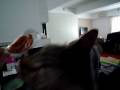 videos de Sammi_scallop