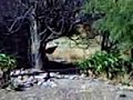 duendecito atras de un arbol