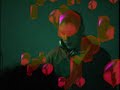 The Rumble with Diplo