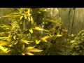1000w HPS Lighthouse Showdown - Magnetic VS Digtal: Episode 11