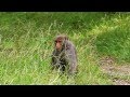 macaque 獼猴