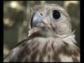 videos de falconscontrol.es3