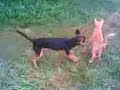 who wants you the live forever- cat and dog
