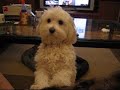 Maltipoo - Shellie wants to come on the couch Maltipoo - Shellie wants to come on the couch