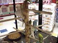 PARROTS