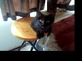 Kitty or Bird? Rocky Dennis is too cute!