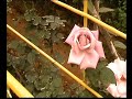 Malaysia: Cameron Highlands