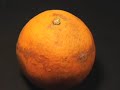 Guilty Orange