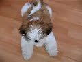 TIMON SHIH TZU 14 TYGODNI