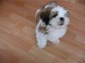 shih tzu TIMON - 14 TYGODNI