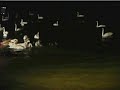 Floodlit Swan Feeding Welney UK