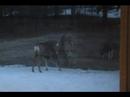 Deer Invasion