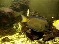 tangs.MPG