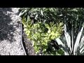 Hardy Palms and BLE's in Kingston Ontario View Video