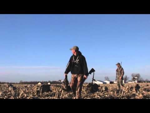 Duck Hunting Mallards in a Dry Corn Field
