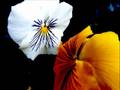 fiori gialli