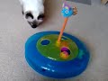 Ragdoll introduced to new baby sister!