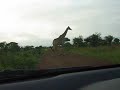 Giraffe Giraffe