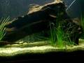 murray cod V goldfish 2