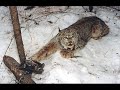 animales maltratados