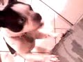 terrier