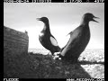 Guillemots provisioning young