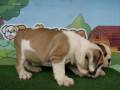 Bulldogs For Sale!! / www.bullcanes.net