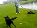 Hopetoun House In Autumn (Part 2:  Pet Rescue)