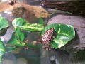 My Fire-bellied Toads
