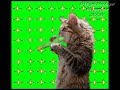 Cat oulaoup party