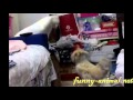 Cat fighting with rooster, cat win! 