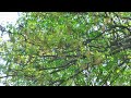 Panasonic HDC-SD9 Test Video AVCHD