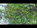 Panasonic HDC-SD9 Test Video AVCHD