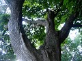 Chicago Nature Scenes