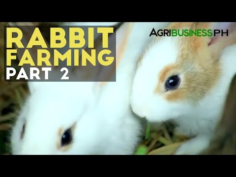 Free Range Chickens in the Philippines- Agribusiness Season 1 Episode 