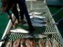 videos de Fish for Dinner.WMV