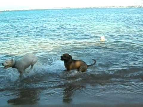 presa canario i dogo argentino