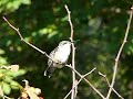 Ruby-throated Hummingbird Ruby-throated Hummingbird