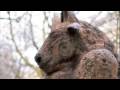 videos de Hare and Minotaur statue