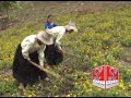 LAS LECHERITAS DE CAJAMARCA - MI PROVINCIA DE CHOTA