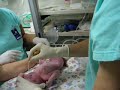 Nacimento da Amanda