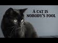I Purr, Therefore I Am, Cat 