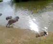 capivara ataque