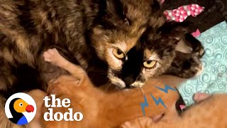 Protective Mama Cat Scared Of Humans Falls In Love With Her Foster Mom's Cat | The Dodo Cat Crazy by The Dodo