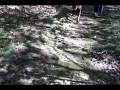 videos de Dogtown