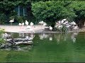 080821 ??? Flamingos