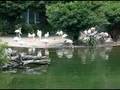 080821 紅鶴群 Flamingos