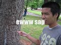 Tree Hugger